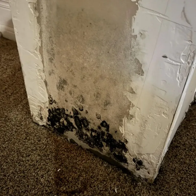 Professional Mold Removal in California City, CA